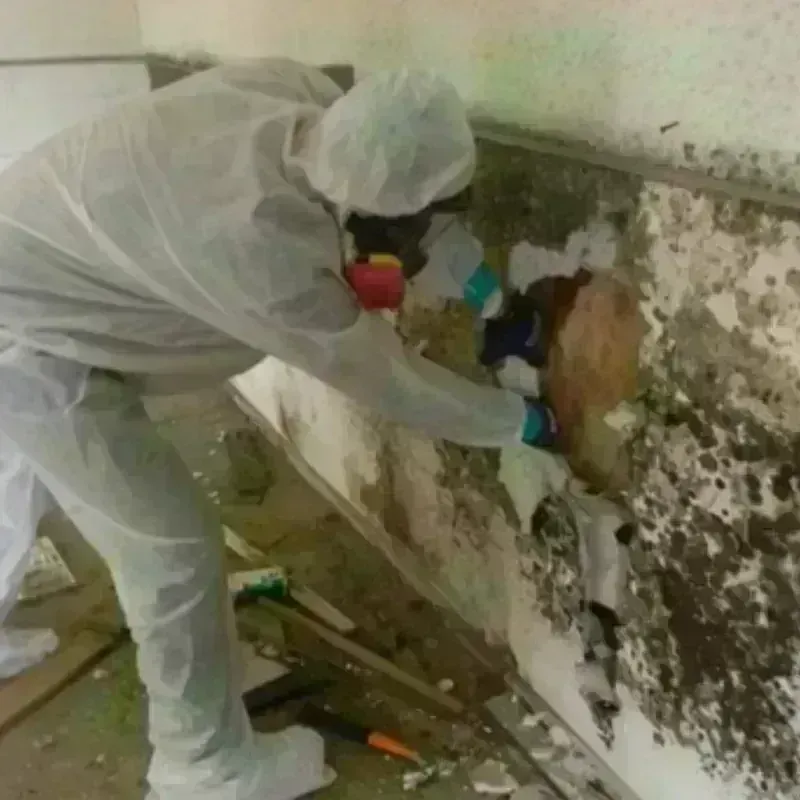 Mold Remediation and Removal in Stuarts Draft, VA